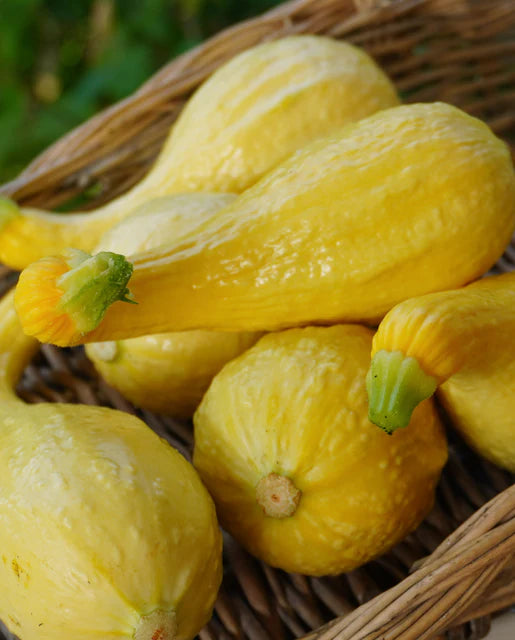 West Coast Seeds (Golden Summer Crookneck)