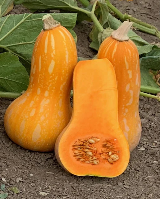 West Coast Seeds (Autumn Gold F1)
