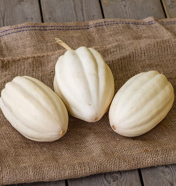 West Coast Seeds (Mashed Potatoes Squash)