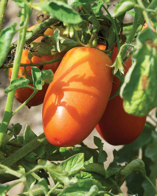 West Coast Seeds (San Marzano Lampadina Organic)