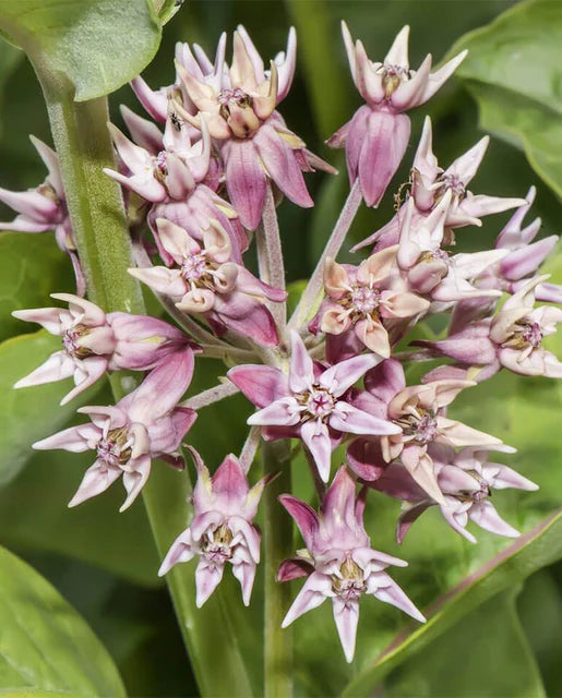 West Coast Seeds (Showy Milkweed)