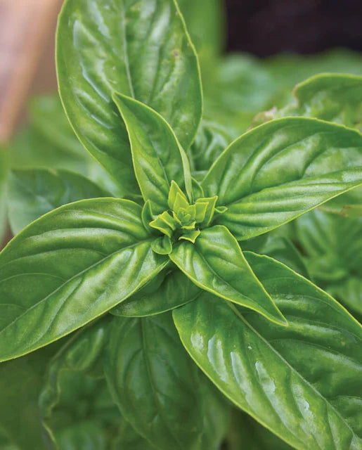 West Coast Seeds (Sweet Basil)