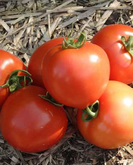 West Coast Seeds (Early Girl Tomatoes)