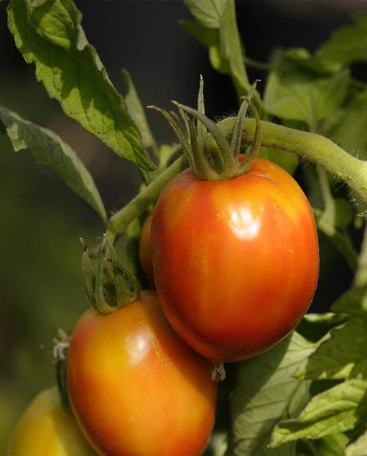West Coast Seeds (Amish Paste Organic)