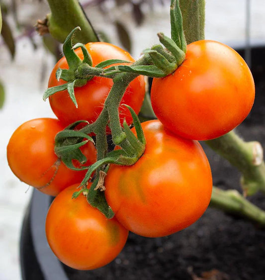 West Coast Seeds (Old German Organic Tomato)