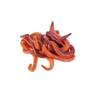 Red Wigglers & European Nightcrawlers Worms