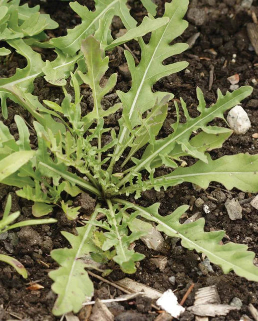 Graines de la côte ouest (roquette sauvage)