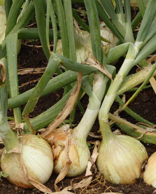 West Coast Seeds (Alisa Craig Onions)