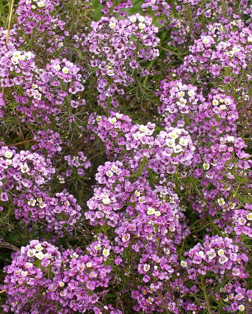 Graines de la côte ouest (Alyssum pourpre nain)