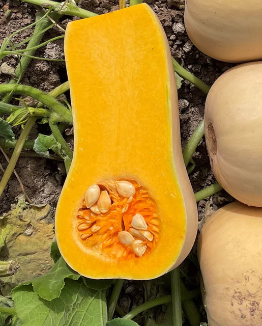 West Coast Seeds (Essex Squash)