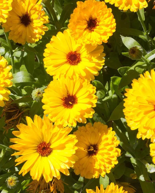 Graines de la côte ouest (Fiesta Gitana Calendula)