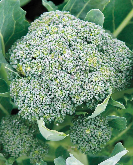 Graines de la côte ouest (brocoli gitan)