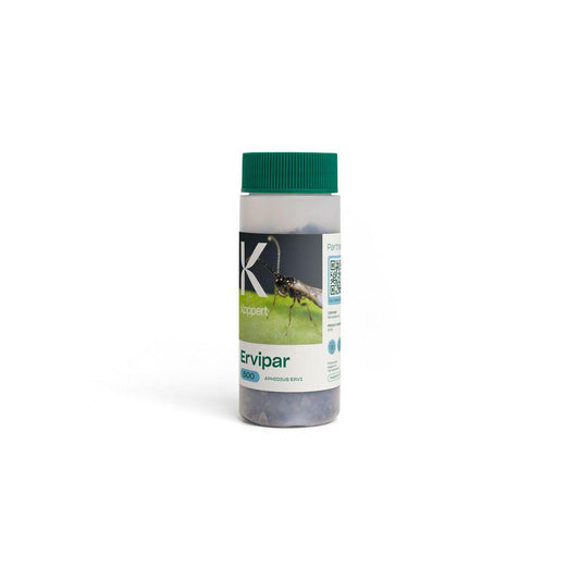 Koppert Ervipar 蚜虫控制（寄生黄蜂）（特别订单）