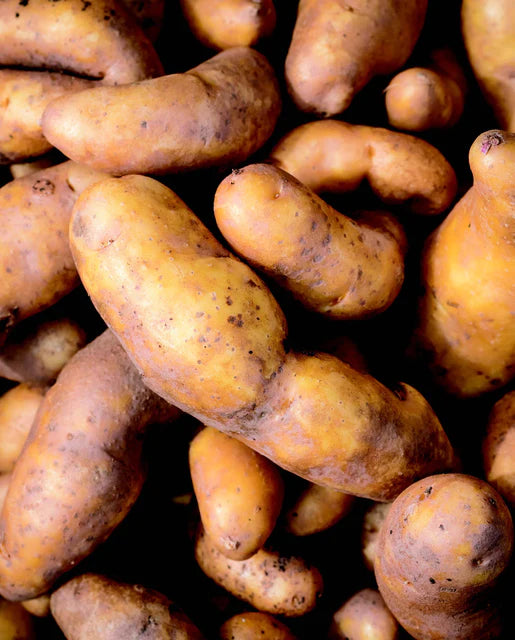 Graines de la côte ouest (pommes de terre biologiques La Ratte Fingerling)