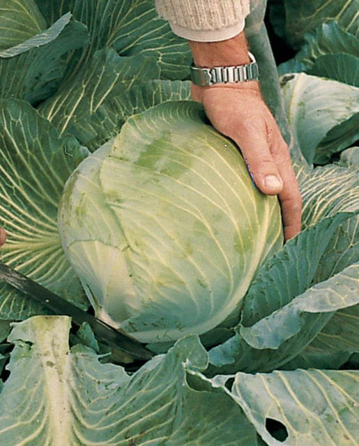 West Coast Seeds (Lennox Cabbage) (Organic)