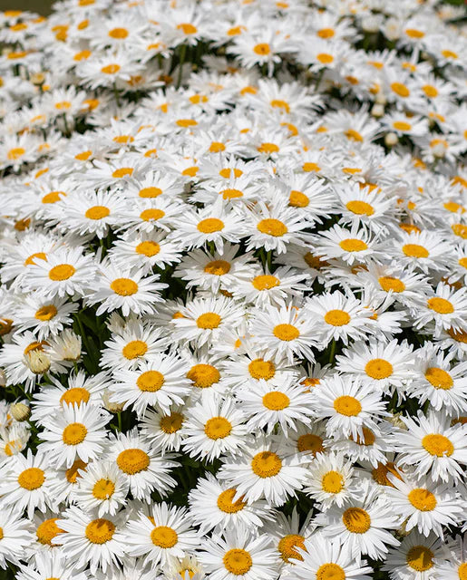 Graines de la côte ouest (graines de chrysanthème Madonna)