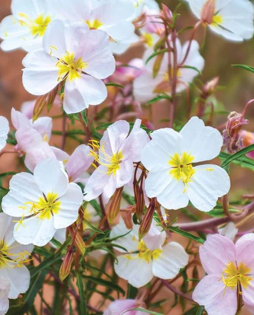 Graines de la côte ouest (graines de fleurs d'onagre pâle Oenothera)