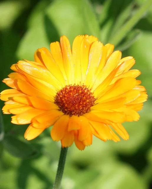 Graines de la côte ouest (Calendula orange unique)