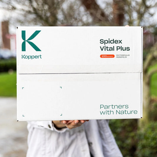 Koppert Spidex Vital Plus (Spider Mite Pest Control) (Special Order)