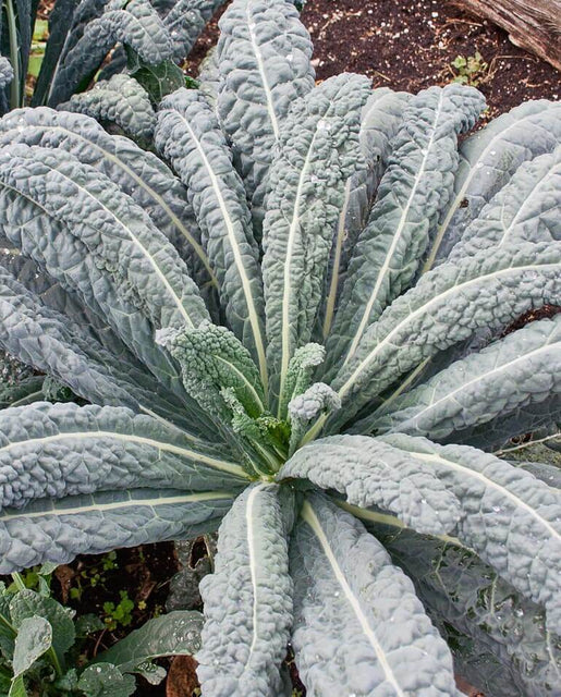 Graines de la côte ouest (Lacinato Kale)