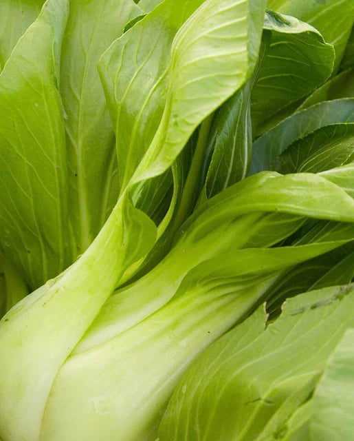 Graines de la côte ouest (Ching Chiang Shanghai Pac Choi) 