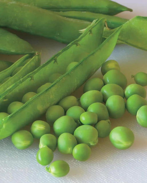 Graines de la côte ouest (pois flèche verte)