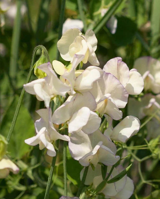 West Coast Seeds (High Scent Sweet Peas)