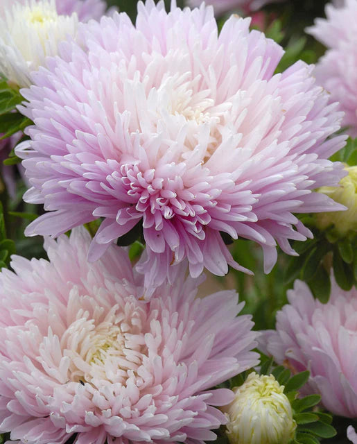 Graines de la côte ouest (Aster à fleurs de pomme King Size)