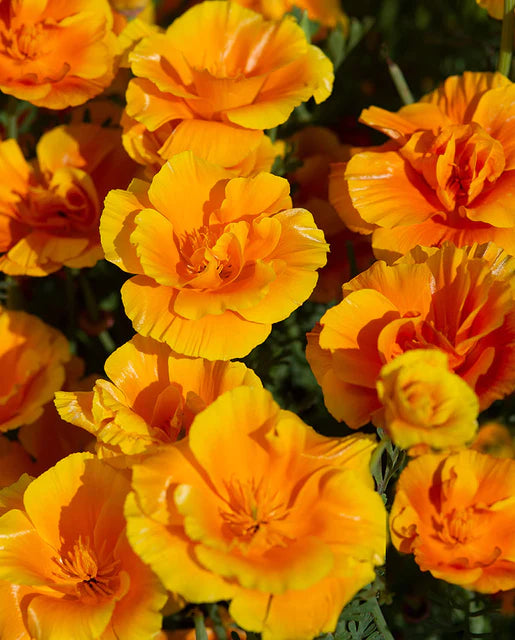 Graines de la côte ouest (Coquelicots Lady Marmalade)