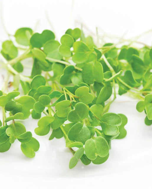 West Coast Seeds (Microgreen Arugula)