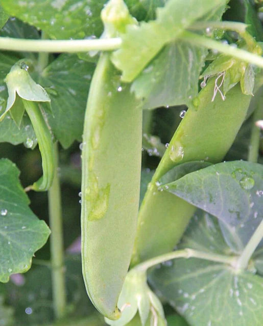 West Coast Seeds (Oregon Giant Peas)