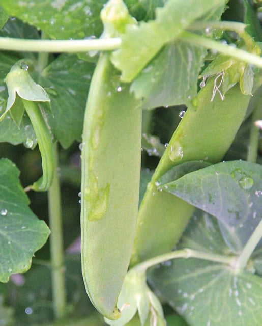 Graines de la côte ouest (pois géants de l’Oregon)