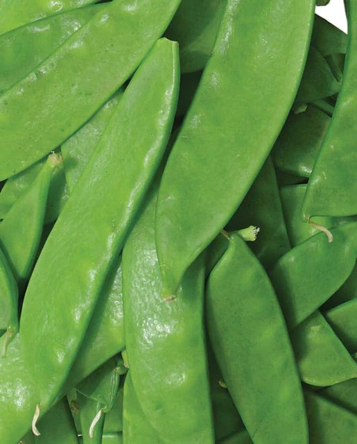 West Coast Seeds (Oregon Sugar Pod II Peas)