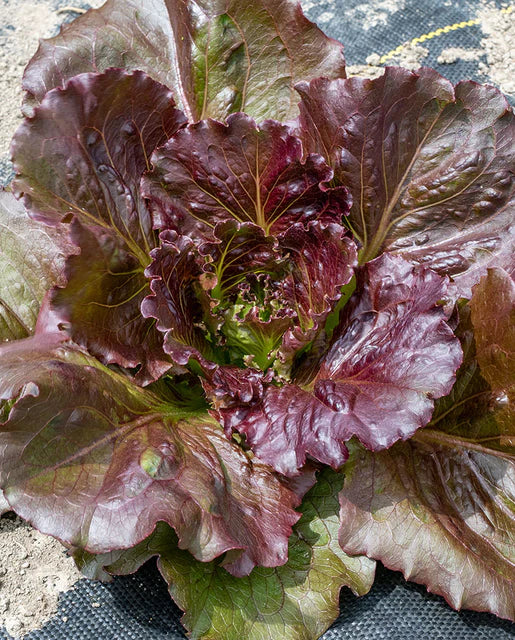 West Coast Seeds (Red Iceberg Lettuce)