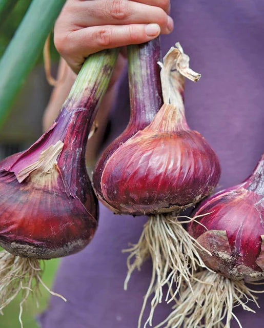 West Coast Seeds (Redwing Coated Onions)
