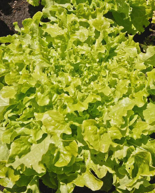 West Coast Seeds (Salad Bowl Green Lettuce)
