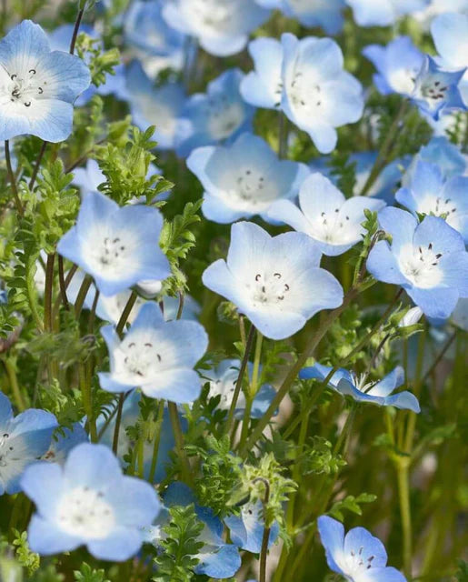 Graines de la côte ouest (graines de fleurs de Nemophila aux yeux bleus bébé)