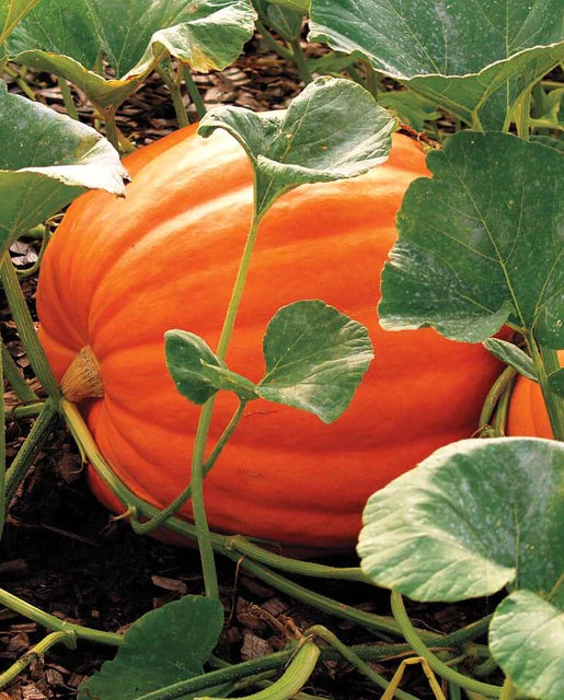 Graines de la côte ouest (Big Max Pumpkin)