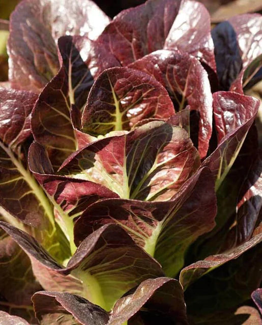 West Coast Seeds (Breen Pelleted Organic Lettuce)