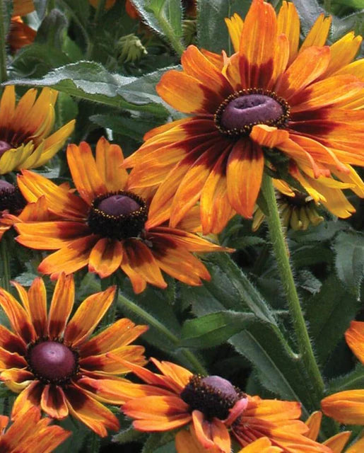 Graines de la côte ouest (graines de fleurs de Cappuccino Rudbeckia)