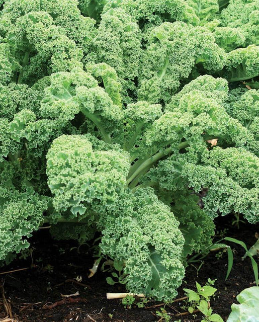 Graines de la côte ouest (chou frisé vert nain)