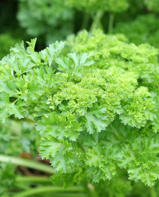West Coast Seeds (Forest Green Parsley)