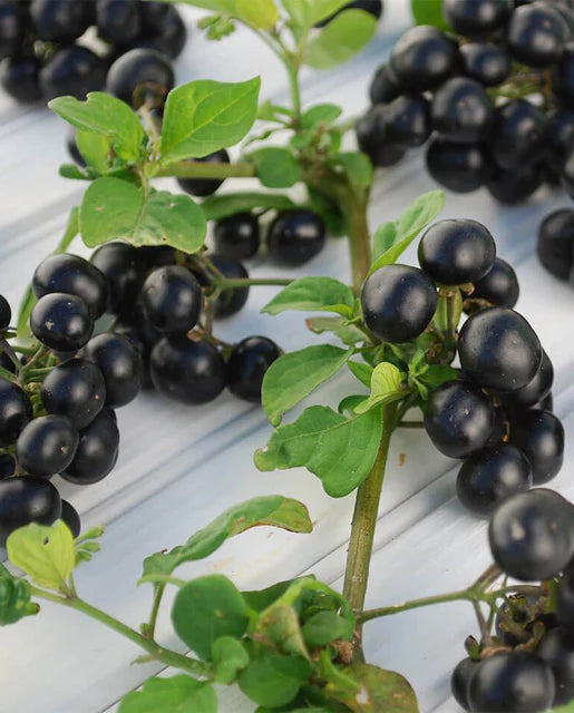 Graines de la côte ouest (Garden Huckleberry Solanum)