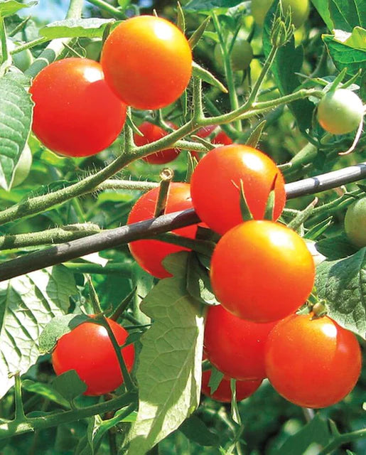 Graines de la côte ouest (tomates cerises Gardener's Delight) 