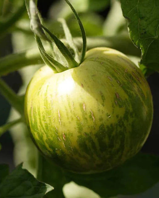 Graines de la côte ouest (tomates zébrées vertes) (biologiques)