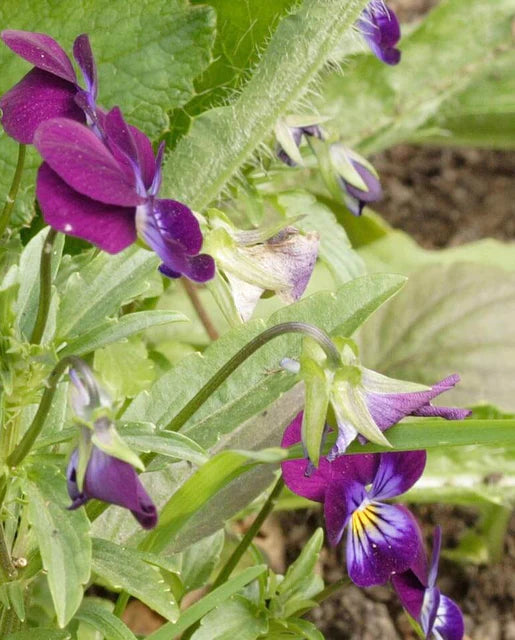 Graines de la Côte Ouest (Johnny Jump Up Pansie &amp; Viola Seeds)