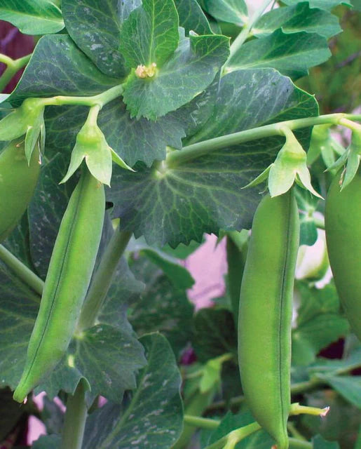 Graines de la Côte Ouest (Petits Pois Marvel)