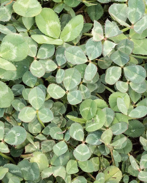 Graines de la côte ouest (Micro Clover Raw)