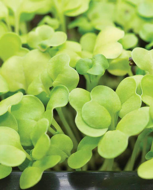 Graines de la côte ouest (Microgreen Pac Choi)