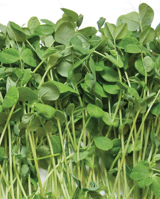 West Coast Seeds (Microgreen Peas)